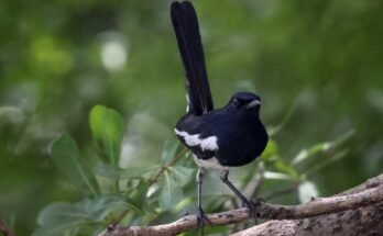An oriental Magpie-Robin Perche on a branch of trees in Bangkok in 2022. The bird was among the species that the researchers studied in a tropical forest in India.