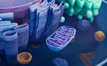 Mitochondria, like that observed for cutting, are the powers inside the cells.